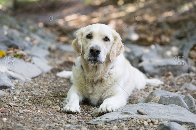 Labrador retriever sitting outside in nature