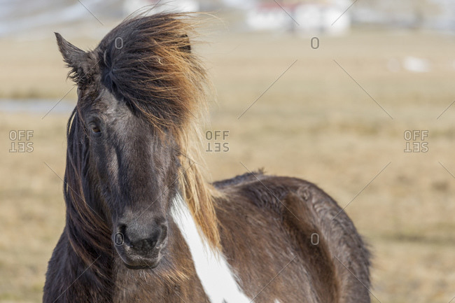 Icelandic horse in nature, Iceland