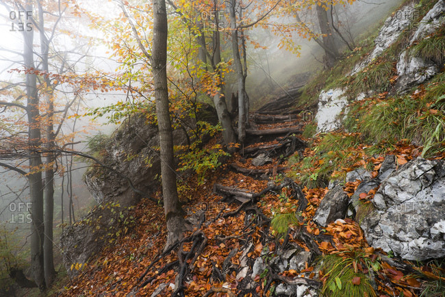 autumn forest, Carpathians, Slovakia, Europe