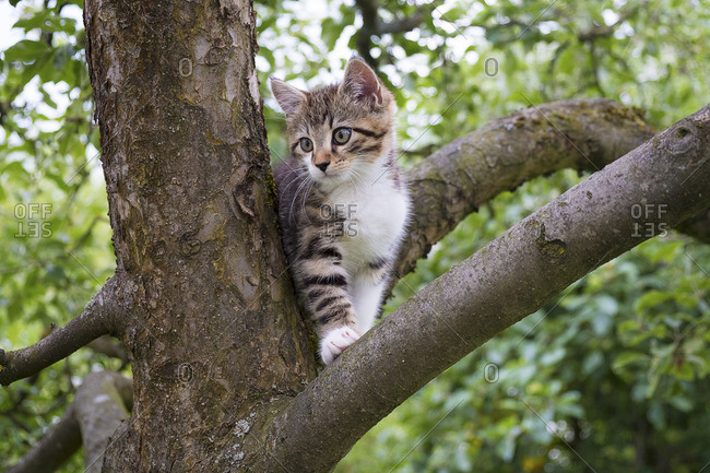 Kitten climbs on a tree