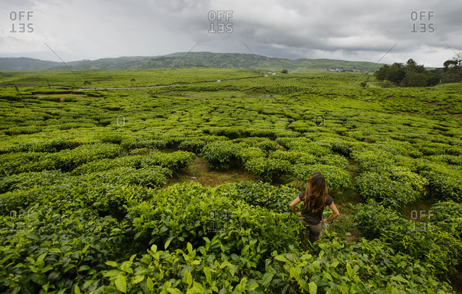 Tea plantations in Sumatra, Indonesia