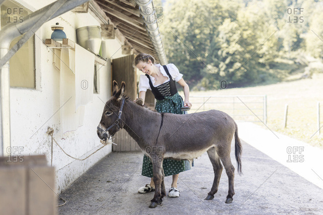 Farmer with dirndl brushes a donkey