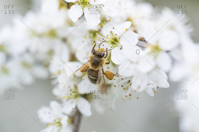 Spring, cherry blossom with honey bee