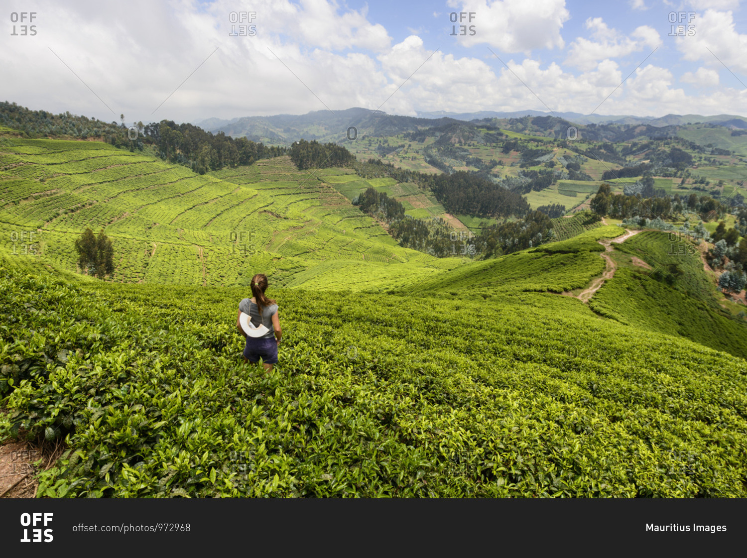 Tea plantations in western Rwanda, Africa