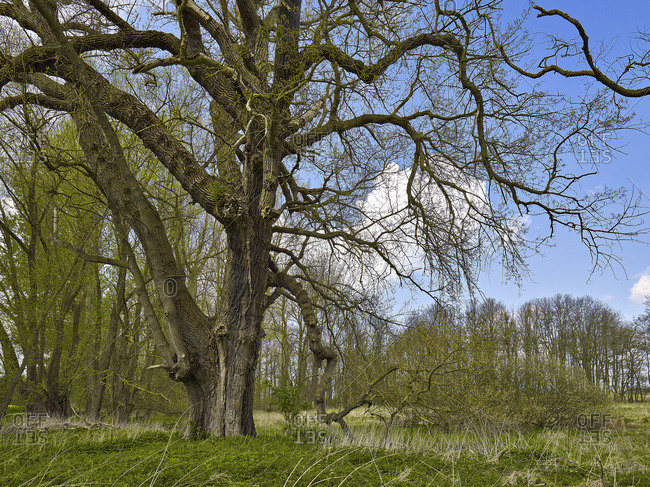 Black poplar near Sagard, Rugen, Mecklenburg-Vorpommern, Germany
