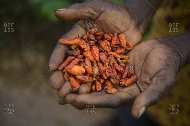 Drying and collecting red peppers, Nigerian countryside