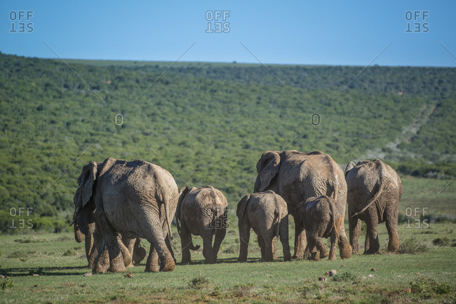 Elephants in Addo Elephant National Park, South Africa