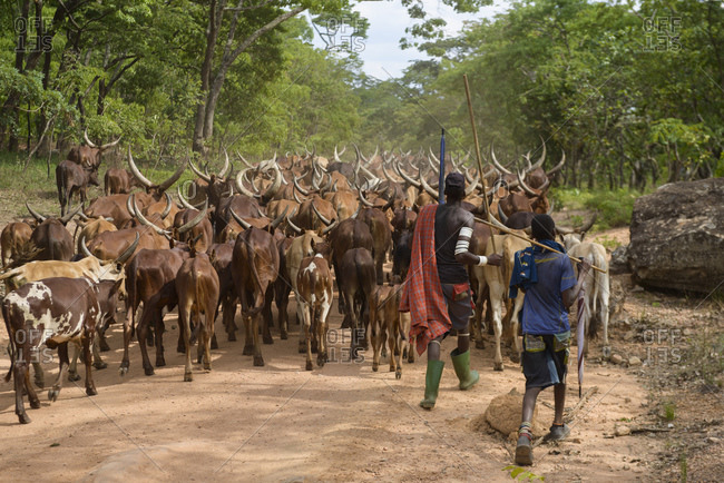 Shepherds of the Sukuma tribe, Western Tanzania, Africa