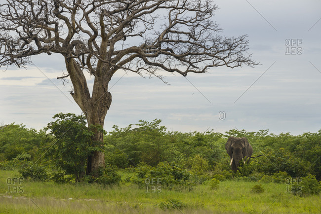 Elephant at the road, Chobe National Park, Botswana, Africa