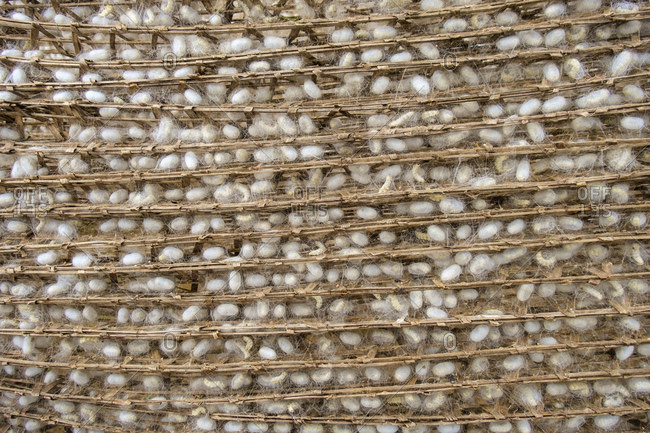 Silkworm cocoons, Bao Loc, Lam Dong Province, Vietnam, Asia