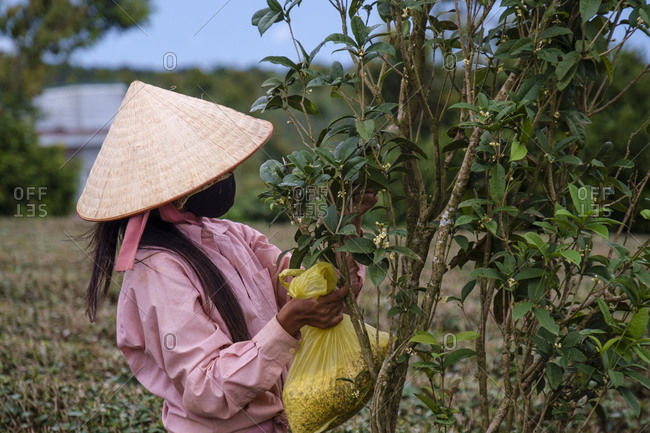 Tea picker, Bao Loc, Lam Dong Province, Vietnam, Asia