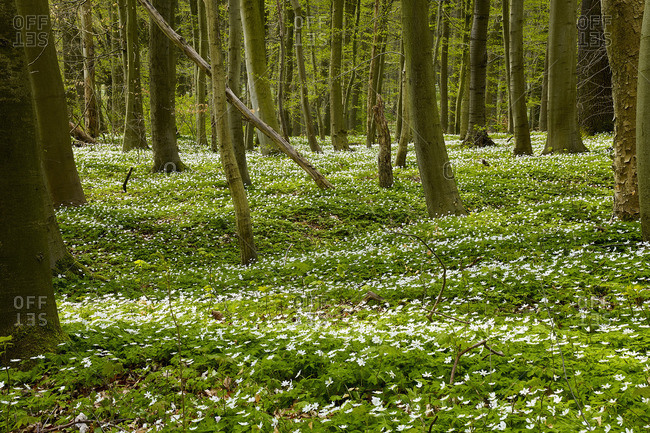 Wood anemone in the Hainich National Park, Thuringia, Germany
