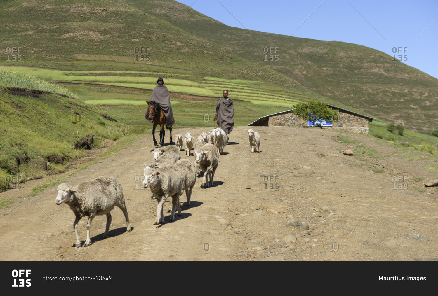 February 13, 2015: Shepherds in Kwazulu Natal Province,\
South Africa stock photo - OFFSET