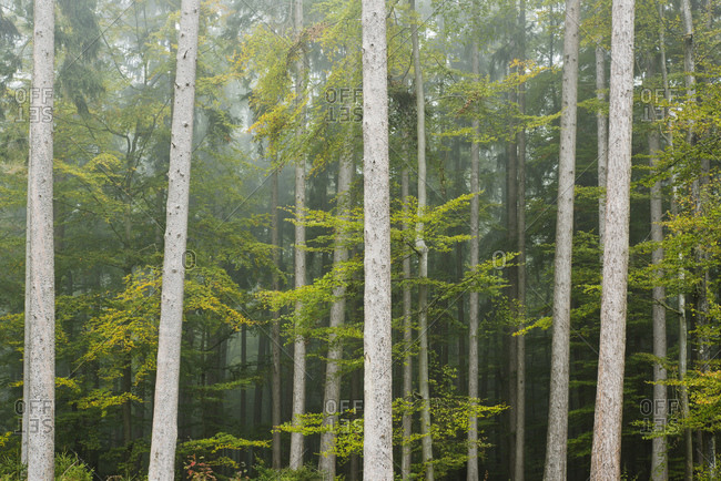 Herbstwald, Augsburg Nature Park Western Forests, Swabia, Bavaria, Germany, Europe