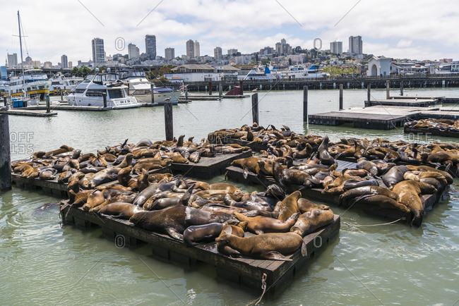 May 25, 2016: Pier 39, port, San Francisco, California, USA