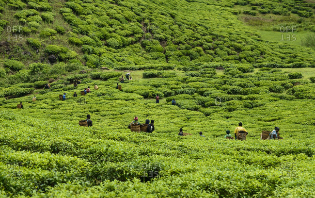 Tea pickers on a tea plantation near Mbeya, Tanzania, Africa