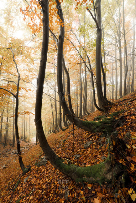 Autumn forest in the Small Fatra, Mala Fatra, Carpathians, Slovakia, Europe