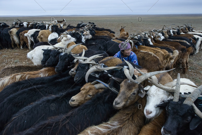 September 18, 2013: Mongolian nomads milking goats in the Gobi Desert, Mongolia
