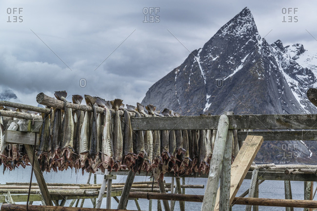 DryFish of Norway®  High quality Stockfish from Norway – Dryfish of Norway