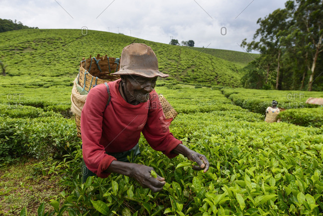 November 20, 2014: Tea pickers on a tea plantation near Mbeya, Tanzania, Africa