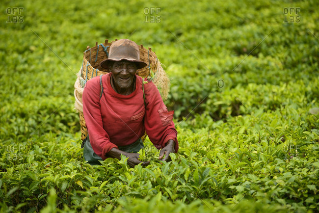 November 20, 2014: Tea pickers on a tea plantation near Mbeya, Tanzania, Africa