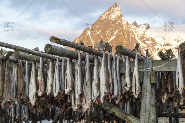 Cod hangs to dry on wooden racks in front of the mountain Olstinden, Moskenes, Lofoten, Norway