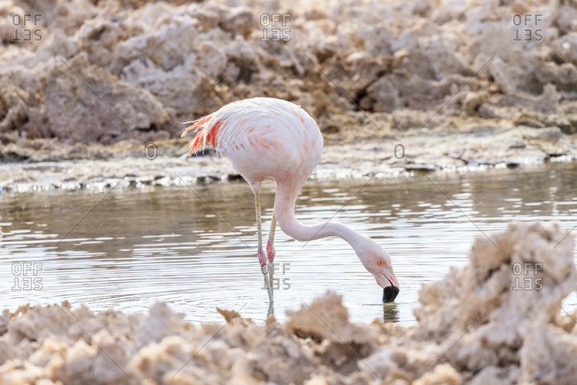 Chilean Flamingo (Phoenicopterus chilensis), Sector Soncor, Reserva Nacional los Flamencos, Los Flamencos National Reserve, Atacama Desert, Chile