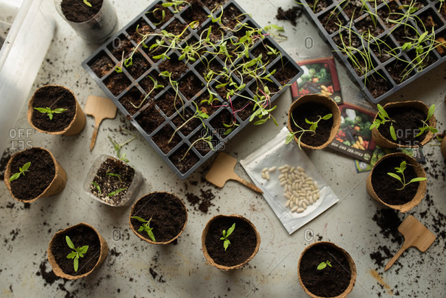 Table of seedlings and seeds taken from above