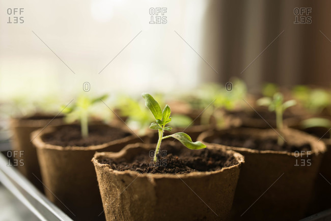 Close up of seedlings in a pot