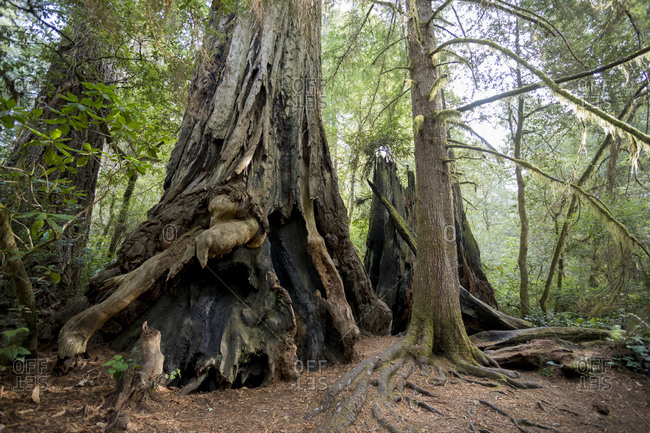 Lady Bird Johnson Trail in California Redwoods National Park, California, USA
