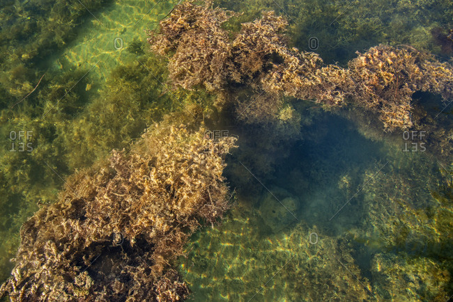 Coral bleaching, Florida Bay, Florida, USA