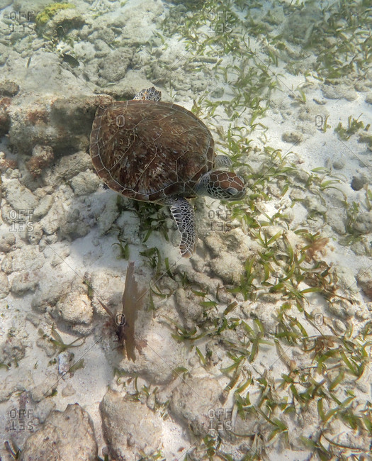 Staghorn coral (Acrophore Cervi ornis), Key Largo, Florida, USA stock photo  - OFFSET