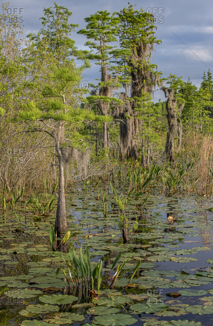 Okefenokee Swamp, Georgia, USA - Offset