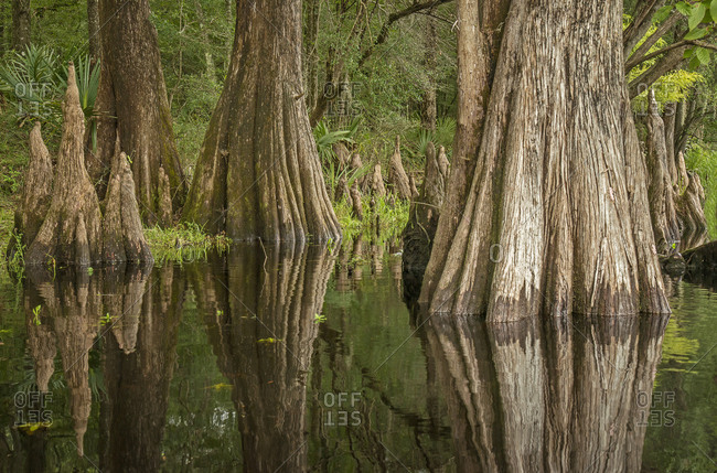 Cypress trees on Santa Fe River, Florida, USA