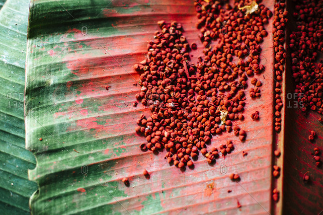 Red berries used to make red dye, Santo Domingo, Ecuador