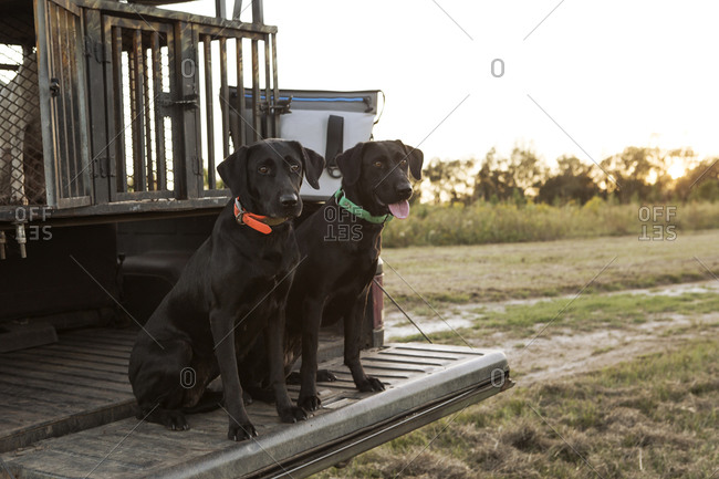 Hunting dogs, Bear Creek Reserve, Georgia, USA