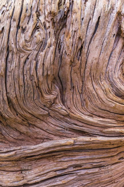 Close up, detail of old bare weathered tree trunk.