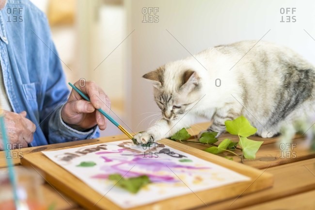 Cat painting with senior man on paper at home