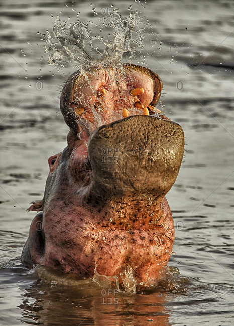 Democratic Republic of Congo- Head of hippopotamus (Hippopotamus amphibius) bathing in river in Garamba National Park