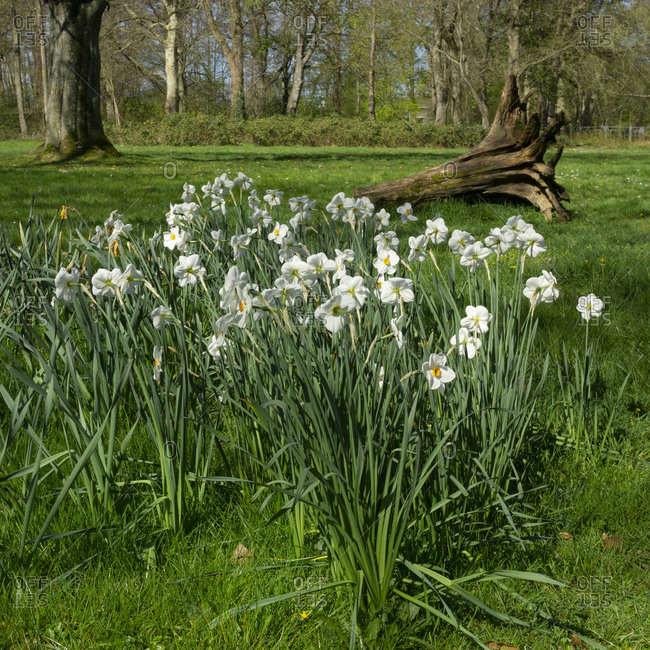 Germany- North Rhine-Westphalia- Lunen- Bed of poet's daffodils (Narcissus poeticus) in Park Schwansbell