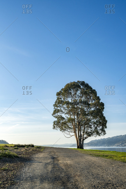 USA, California, San Francisco, Single tree near dirt road
