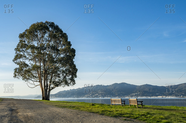 USA, California, San Francisco, Single tree near dirt road and two empty benches