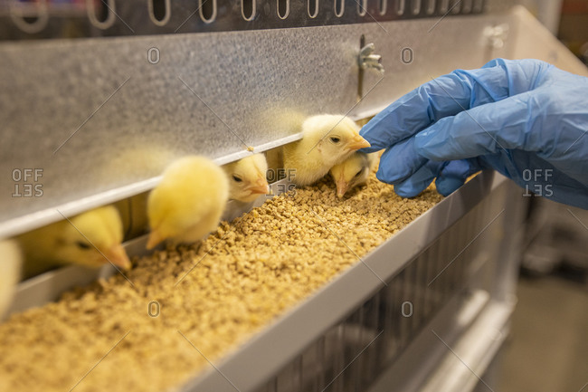 Baby chicks at feeder station respond to caresses from caregiver wearing latex gloves