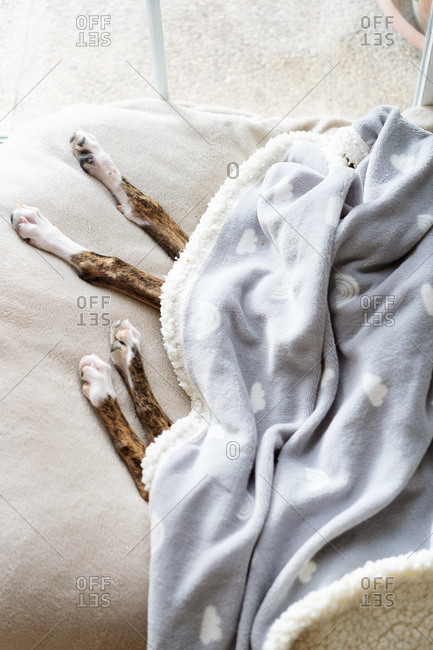 Tired dog sleeping on bed under blanket