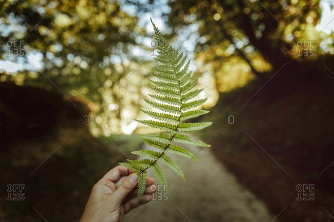 Crop anonymous person showing large green fern leaf with spiky leaves in forest
