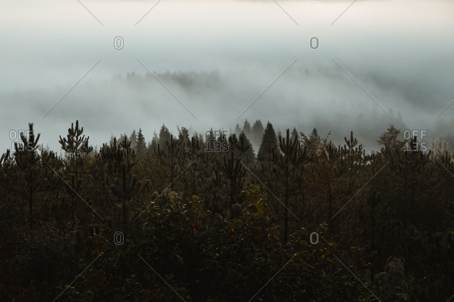 Amazing landscape of mountain range with green trees and dense fog covering valley in early morning hour