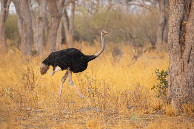 South African male ostrich walking among yellow grass and trees in Chobe National Park in Botswana