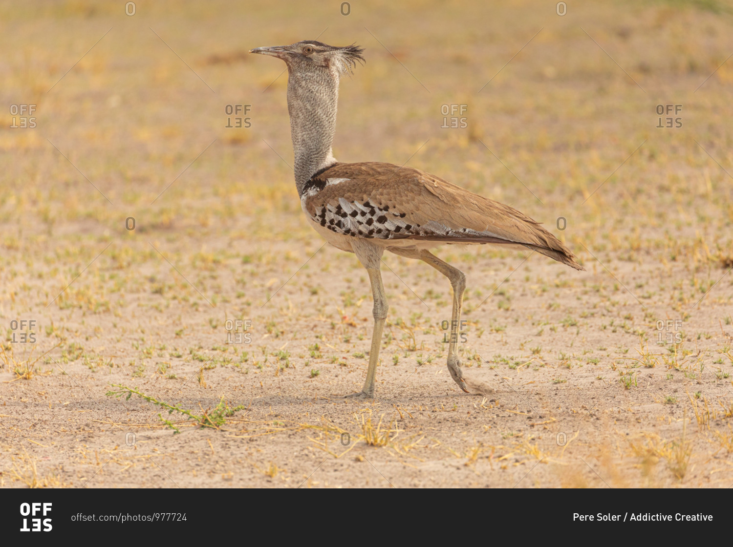 Full length of long legged Avutarda Kori or Kori bustard bird native to Africa standing on dry land in Savuti area in Botswana