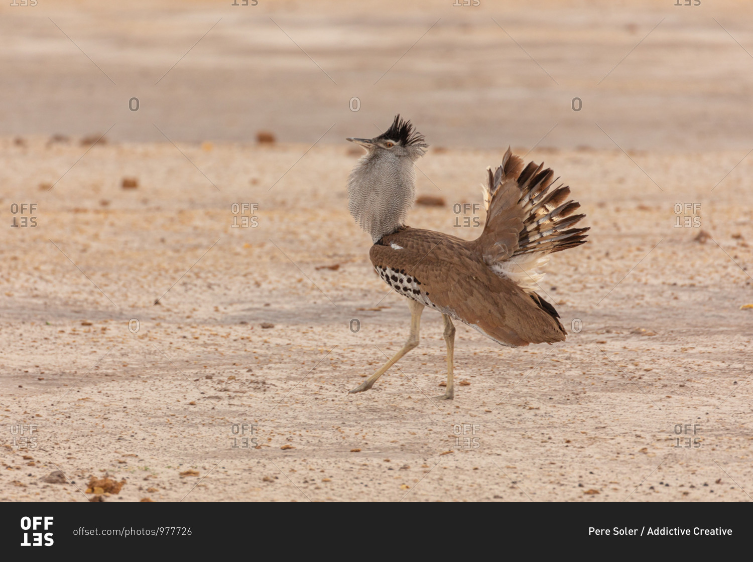 Avutarda Kori or Kori bustard bird native to Africa standing on dry land in Savuti area in Botswana with feathers spread