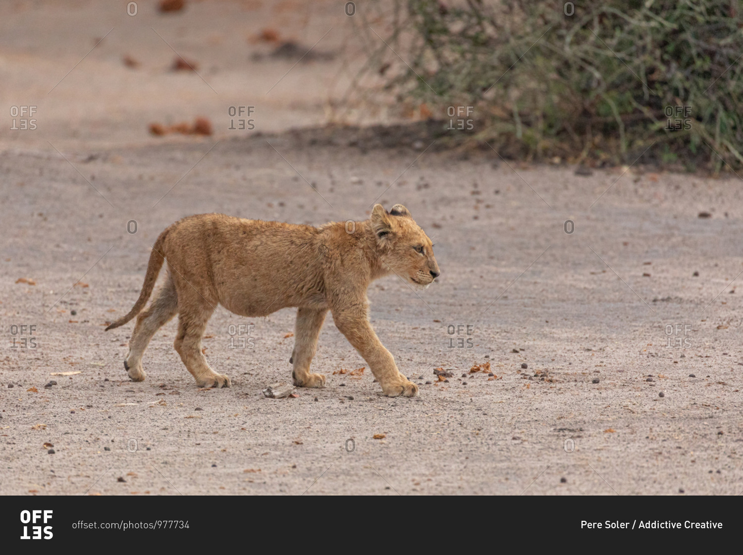 Full length of little wild lion cub walking in Savuti area in Southern Africa